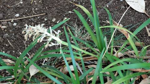 Fotografia da espécie Ophiopogon jaburan