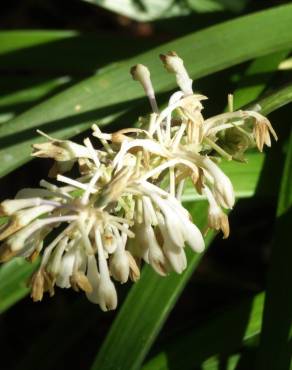 Fotografia 1 da espécie Ophiopogon jaburan no Jardim Botânico UTAD