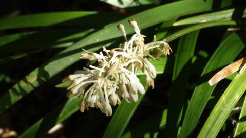 Fotografia da espécie Ophiopogon jaburan