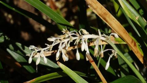 Fotografia da espécie Ophiopogon jaburan