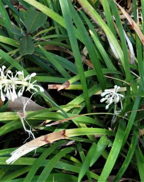 Fotografia 8 da espécie Ophiopogon jaburan no Jardim Botânico UTAD