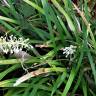 Fotografia 8 da espécie Ophiopogon jaburan do Jardim Botânico UTAD