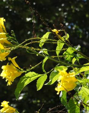 Fotografia 13 da espécie Tecoma stans no Jardim Botânico UTAD