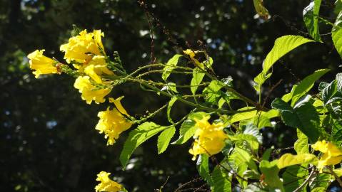 Fotografia da espécie Tecoma stans