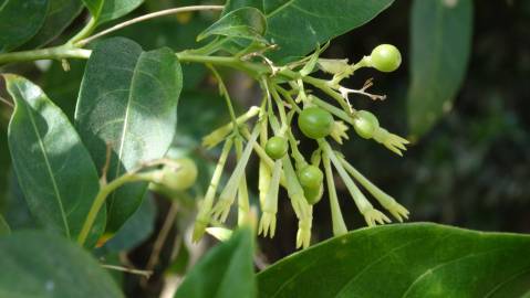 Fotografia da espécie Cestrum nocturnum