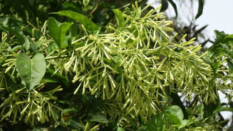 Fotografia da espécie Cestrum nocturnum
