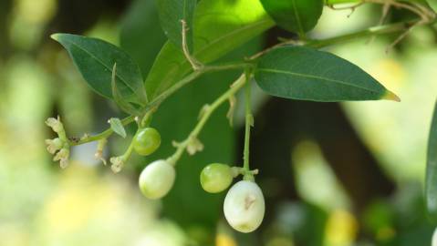 Fotografia da espécie Cestrum nocturnum
