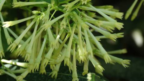 Fotografia da espécie Cestrum nocturnum