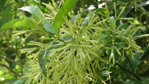 Fotografia da espécie Cestrum nocturnum