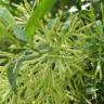 Fotografia 7 da espécie Cestrum nocturnum do Jardim Botânico UTAD