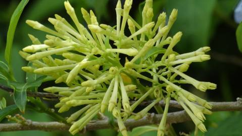 Fotografia da espécie Cestrum nocturnum