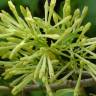 Fotografia 8 da espécie Cestrum nocturnum do Jardim Botânico UTAD