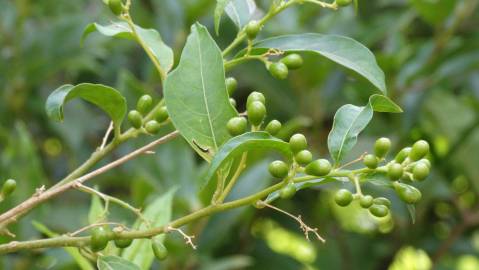 Fotografia da espécie Cestrum nocturnum