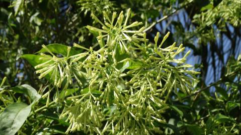Fotografia da espécie Cestrum nocturnum