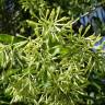 Fotografia 10 da espécie Cestrum nocturnum do Jardim Botânico UTAD