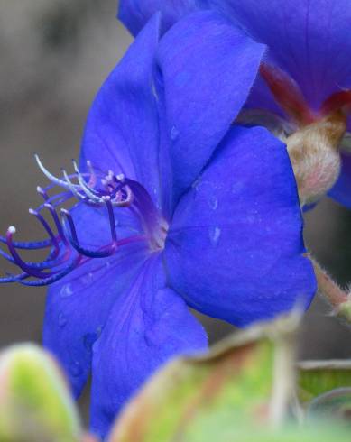 Fotografia de capa Pleroma urvilleanum - do Jardim Botânico