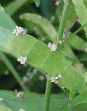 Fotografia 1 da espécie Muehlenbeckia platyclada no Jardim Botânico UTAD