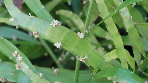 Fotografia da espécie Muehlenbeckia platyclada