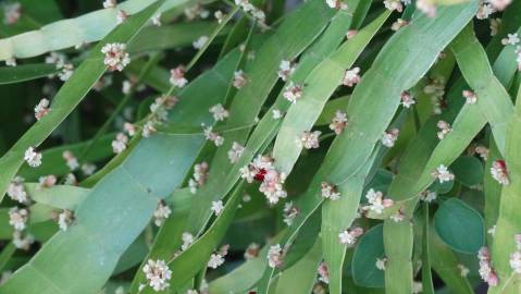 Fotografia da espécie Muehlenbeckia platyclada