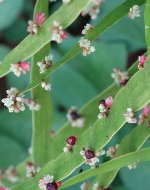 Fotografia 3 da espécie Muehlenbeckia platyclada no Jardim Botânico UTAD