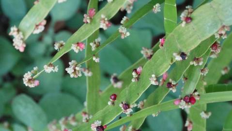 Fotografia da espécie Muehlenbeckia platyclada