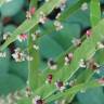 Fotografia 3 da espécie Muehlenbeckia platyclada do Jardim Botânico UTAD