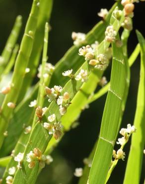 Fotografia 4 da espécie Muehlenbeckia platyclada no Jardim Botânico UTAD