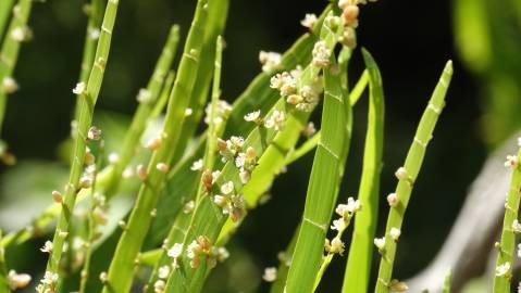 Fotografia da espécie Muehlenbeckia platyclada