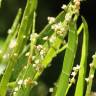 Fotografia 4 da espécie Muehlenbeckia platyclada do Jardim Botânico UTAD