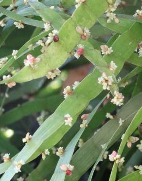 Fotografia 5 da espécie Muehlenbeckia platyclada no Jardim Botânico UTAD