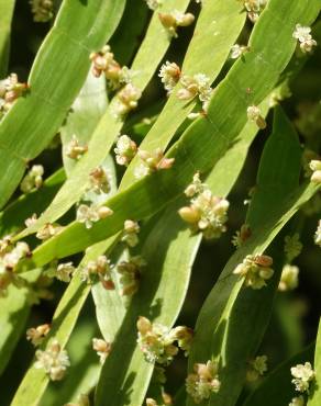 Fotografia 6 da espécie Muehlenbeckia platyclada no Jardim Botânico UTAD