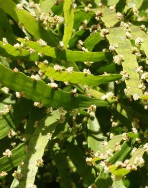 Fotografia 8 da espécie Muehlenbeckia platyclada no Jardim Botânico UTAD