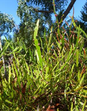 Fotografia 9 da espécie Muehlenbeckia platyclada no Jardim Botânico UTAD