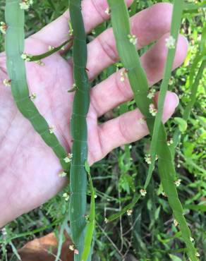 Fotografia 10 da espécie Muehlenbeckia platyclada no Jardim Botânico UTAD