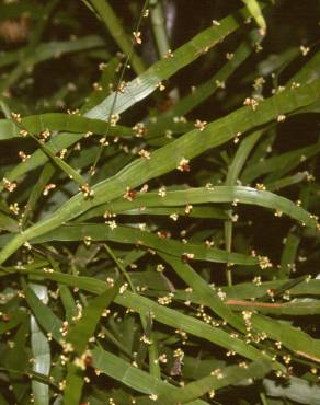 Fotografia 12 da espécie Muehlenbeckia platyclada no Jardim Botânico UTAD