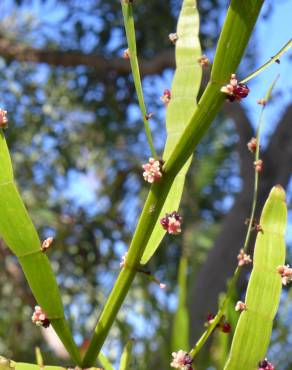 Fotografia 13 da espécie Muehlenbeckia platyclada no Jardim Botânico UTAD