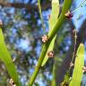 Fotografia 13 da espécie Muehlenbeckia platyclada do Jardim Botânico UTAD