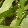 Fotografia 16 da espécie Muehlenbeckia platyclada do Jardim Botânico UTAD