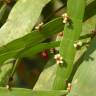 Fotografia 16 da espécie Muehlenbeckia platyclada do Jardim Botânico UTAD