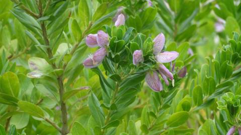 Fotografia da espécie Polygala myrtifolia