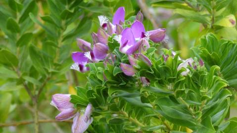 Fotografia da espécie Polygala myrtifolia