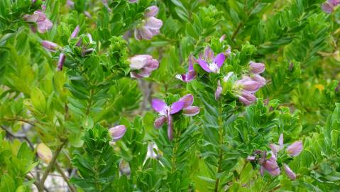 Fotografia da espécie Polygala myrtifolia