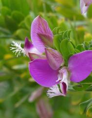 Polygala myrtifolia