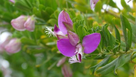 Fotografia da espécie Polygala myrtifolia