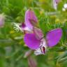 Fotografia 1 da espécie Polygala myrtifolia do Jardim Botânico UTAD