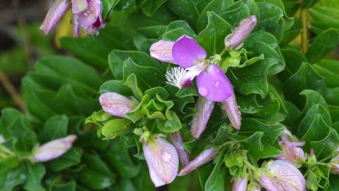 Fotografia da espécie Polygala myrtifolia