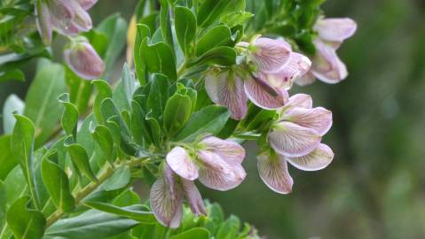 Fotografia da espécie Polygala myrtifolia