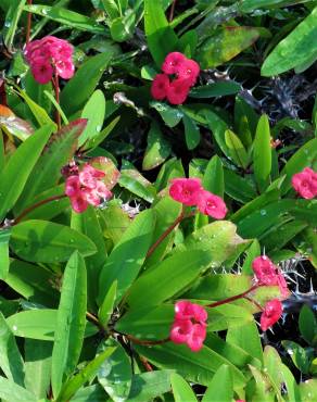 Fotografia 1 da espécie Euphorbia milii no Jardim Botânico UTAD