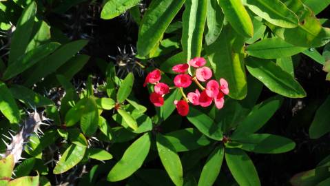 Fotografia da espécie Euphorbia milii