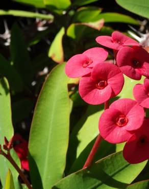 Fotografia 3 da espécie Euphorbia milii no Jardim Botânico UTAD